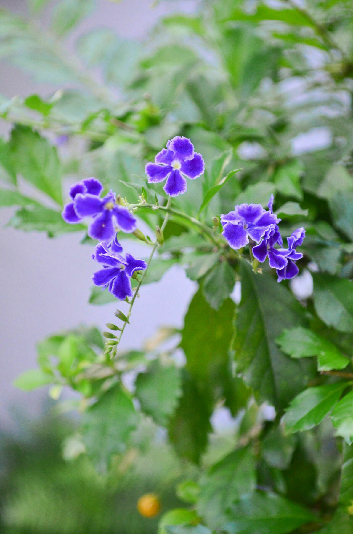 Casa Hotel Jardin Azul กาลี ภายนอก รูปภาพ